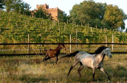 アスティ La Cascina Del Castelloヴィラ エクステリア 写真